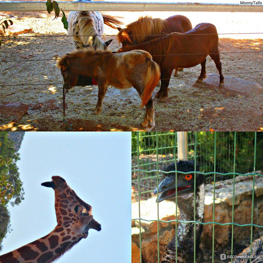 Кипр Пафос Зоопарк / Paphos Zoo - «Кенгуру-альбиносы! Жираф, который  показывает вам язык! И многое-многое другое в Зоопарке города Пафос!!!» |  отзывы