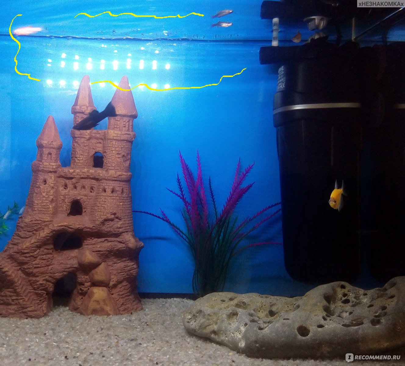 Каких рыбок можно держать в маленьком аквариуме?