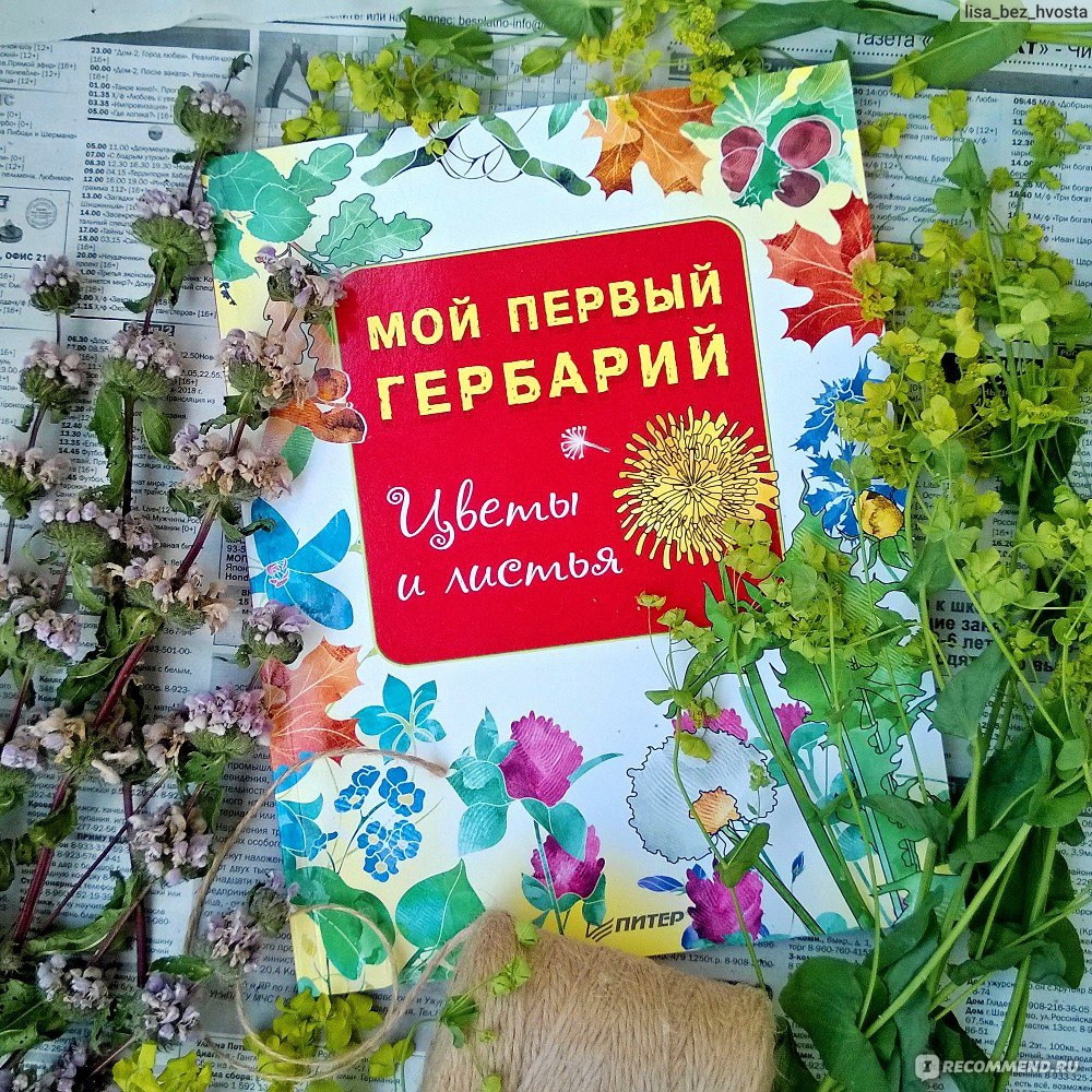 Мой первый гербарий. Цветы и листья. Вирио О., Фишер Т. - «Одуванчик  полевой! Посвящается всем маленьким ЮННАТАМ ♡ Что такое гербарий и с чем  его едят? Отличная БЮДЖЕТНАЯ тетрадка для первого знакомства » | отзывы