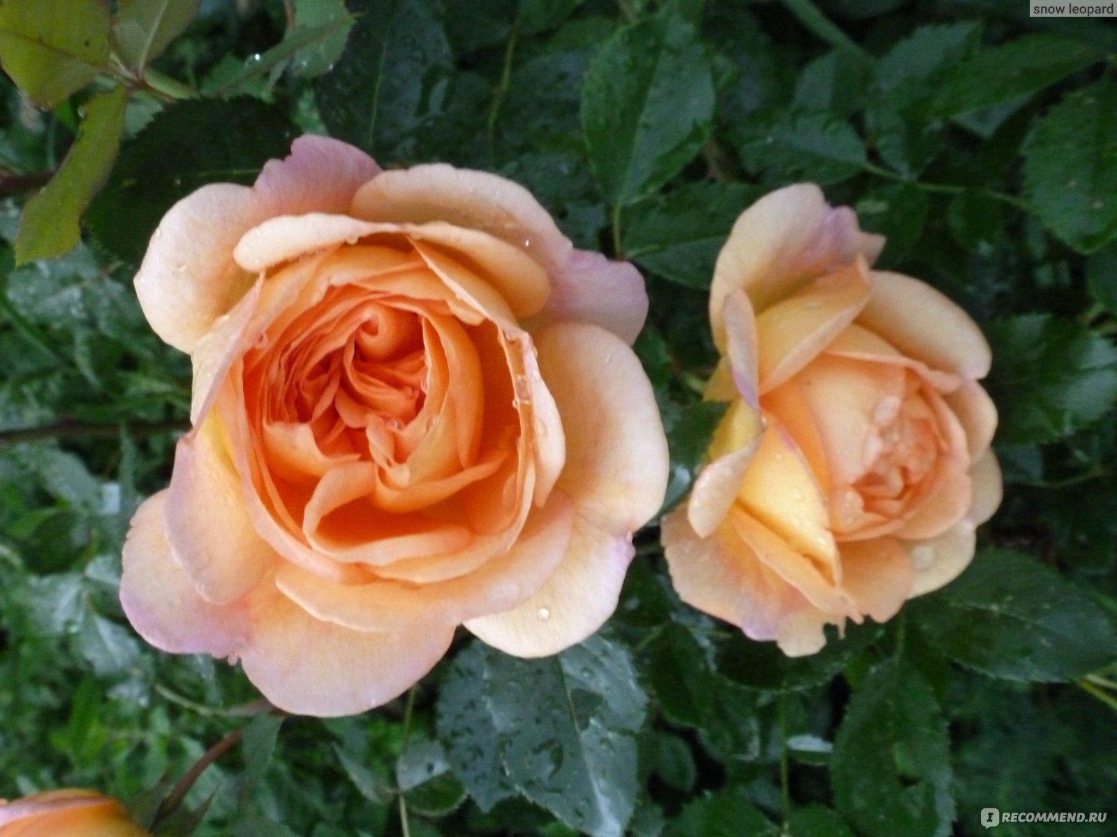 Роза Английская Леди оф Шалот (Lady of Shalott English rose) Девид Остин (David Austin) - «"Едва ль доселе видел свет Подобный благородства цвет." Прелестная волшебница Элейн из Шалота в моем саду. Невесомая
