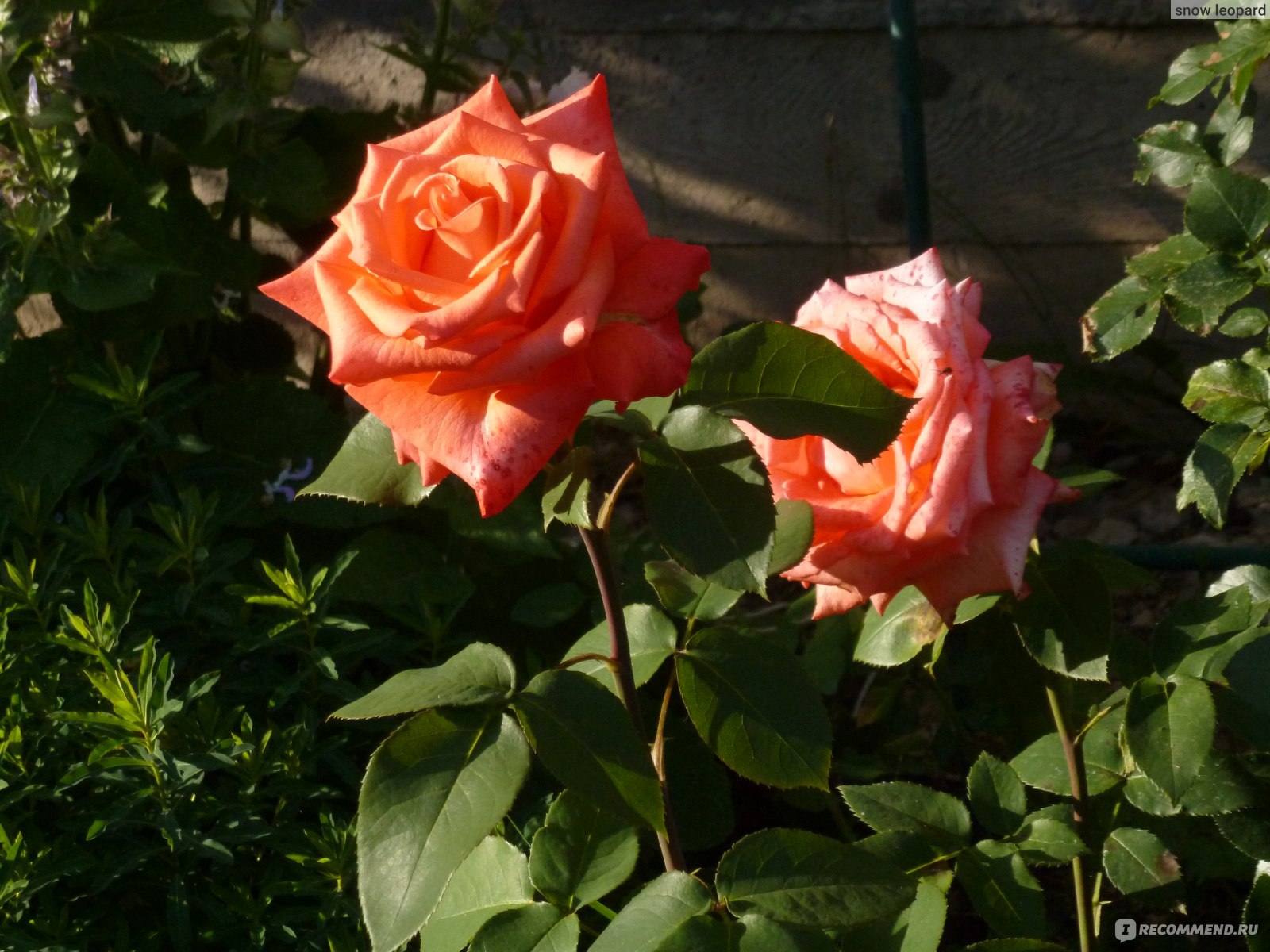 Сорт розы Импульс