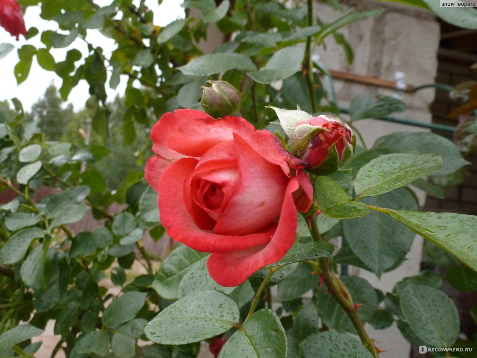 Роза антик плетистая