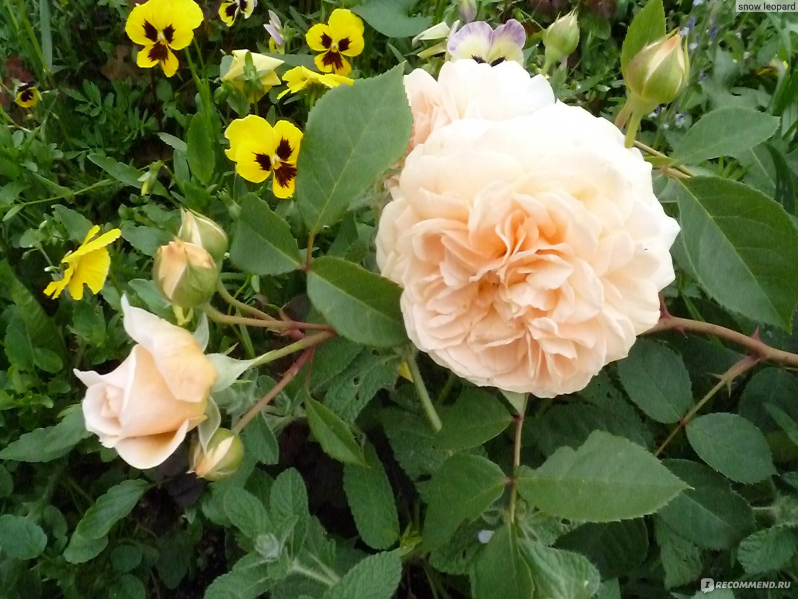 Тизин джорджия роза фото и описание