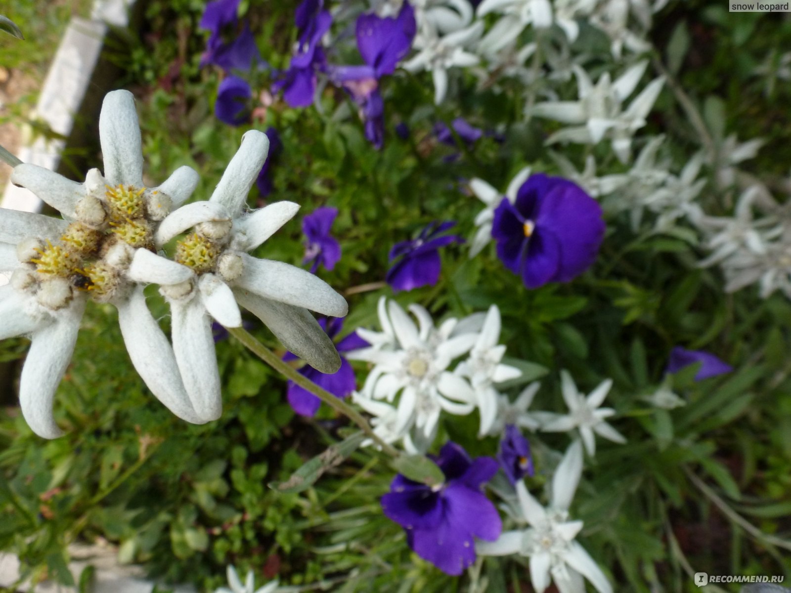 Эдельвейс aльпийский (Alpine edelweiss) лат. Leontopodium alpinum - «Как  покорить горца? Серебряный цветок из мифов и легенд отважных гордецов и  неприступных дев!» | отзывы