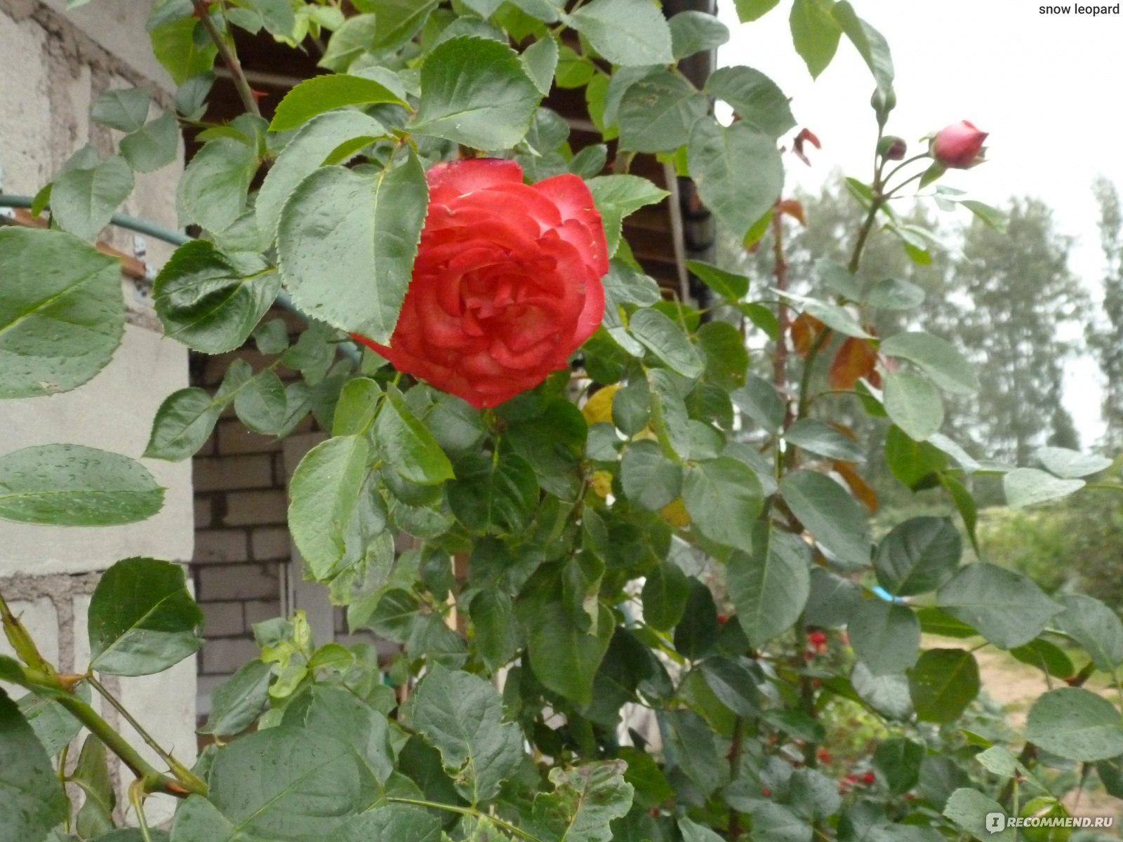Роза антик не цветет первый год