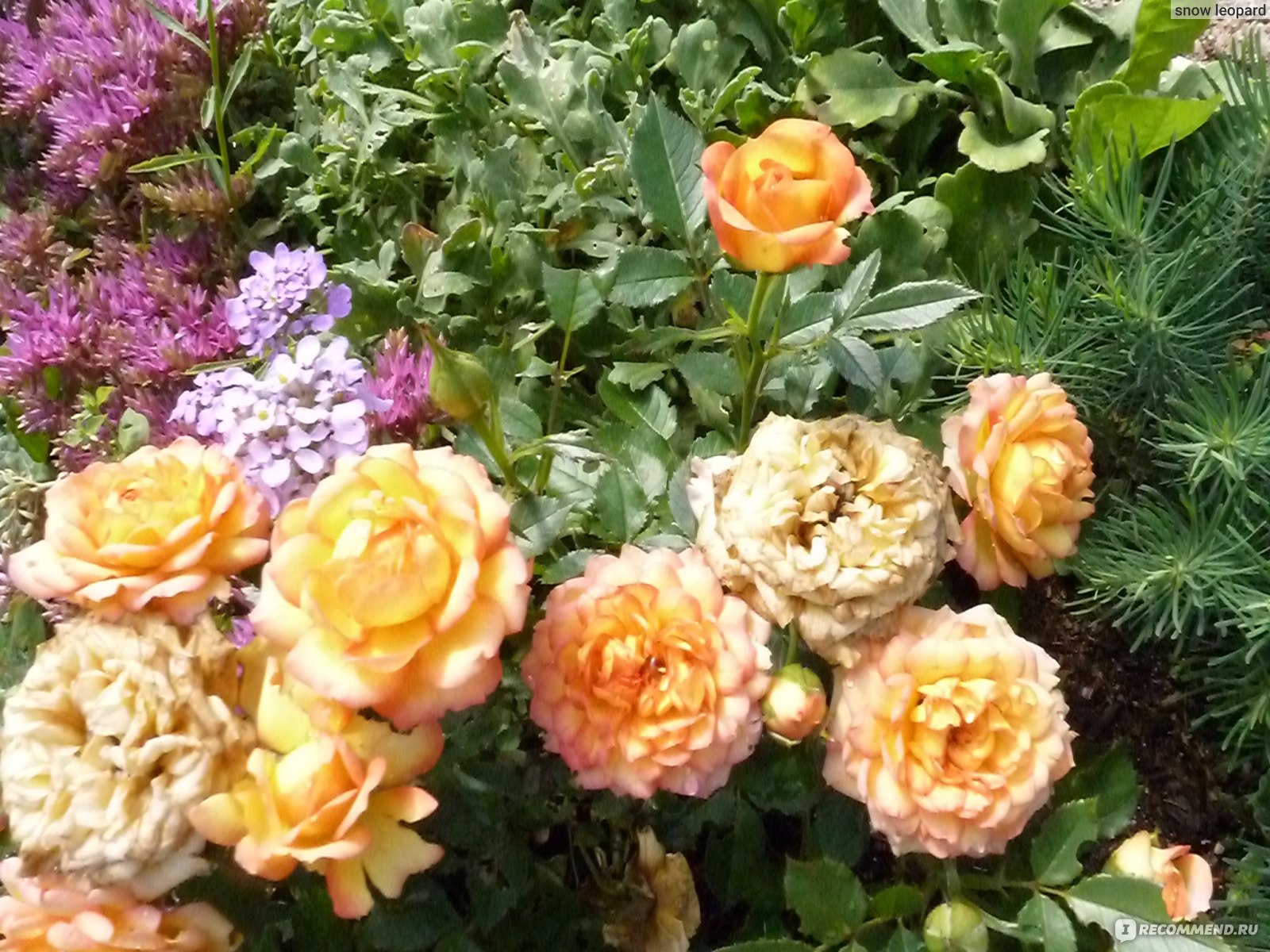 Mandarin розы Кордес