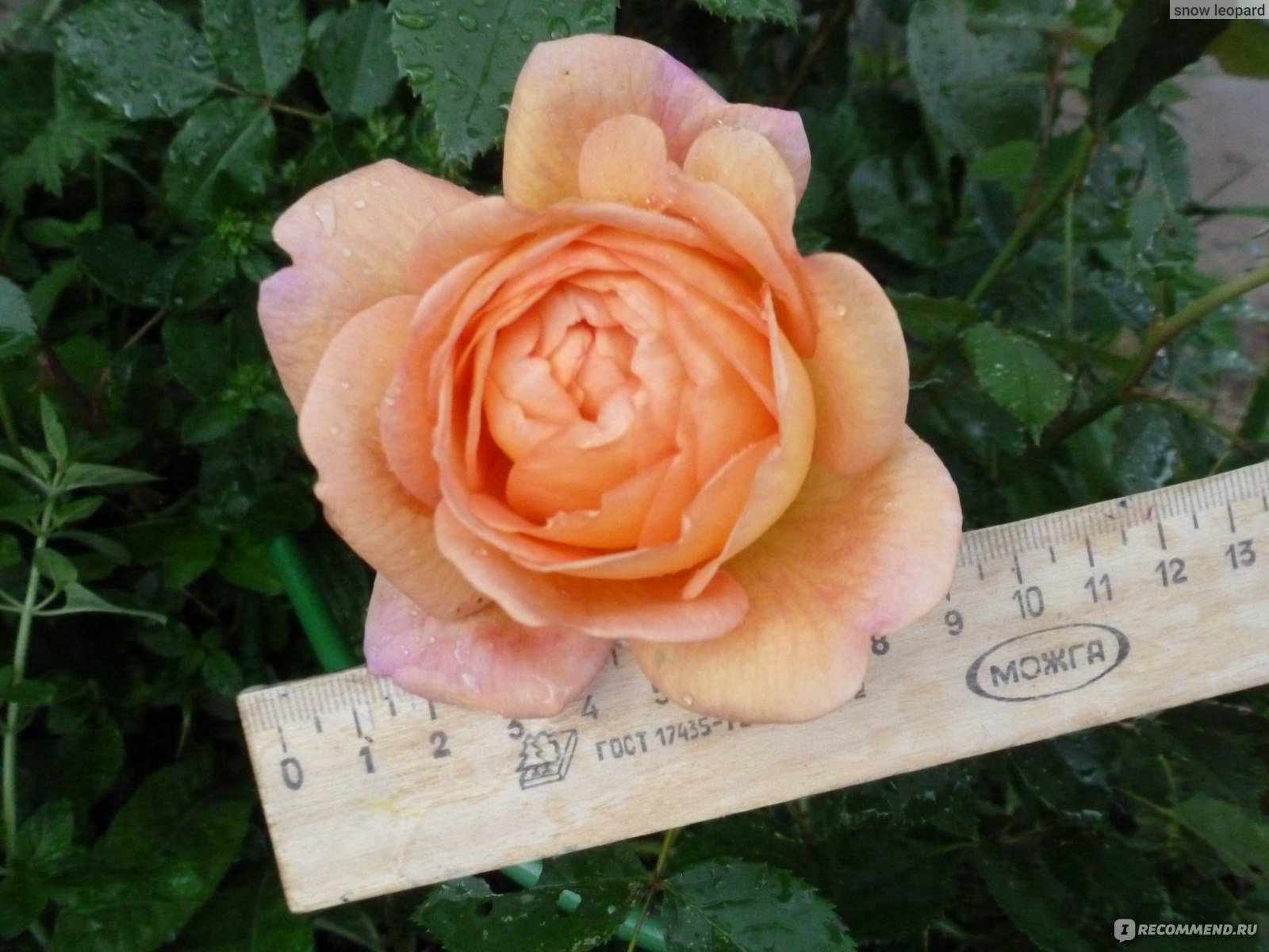 Розы редкие сорта Девид Остин в форме бокала коричневые