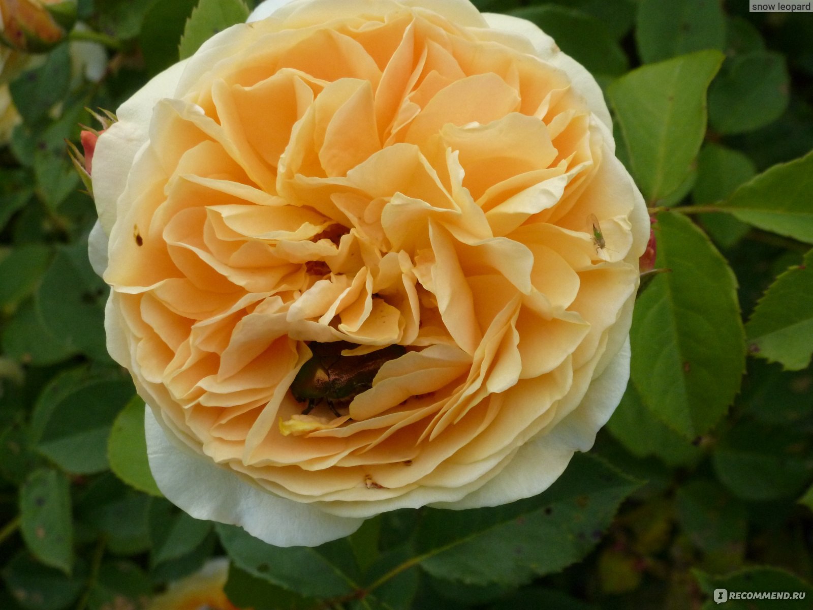 Роза английская тизинг джорджия фото и описание