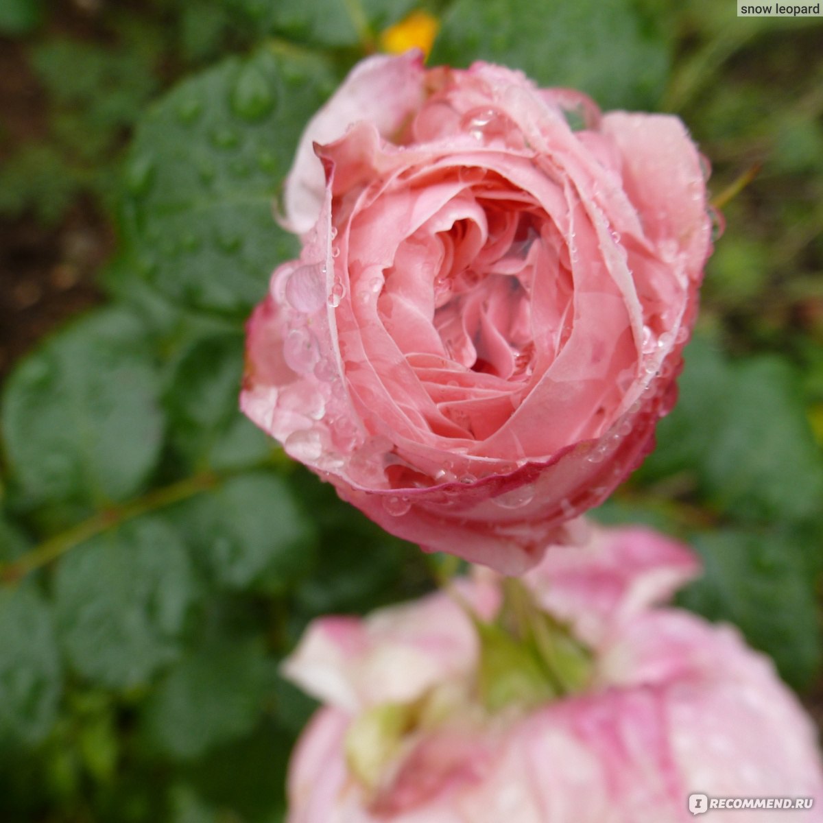 Роза Tantau сорт Giardina