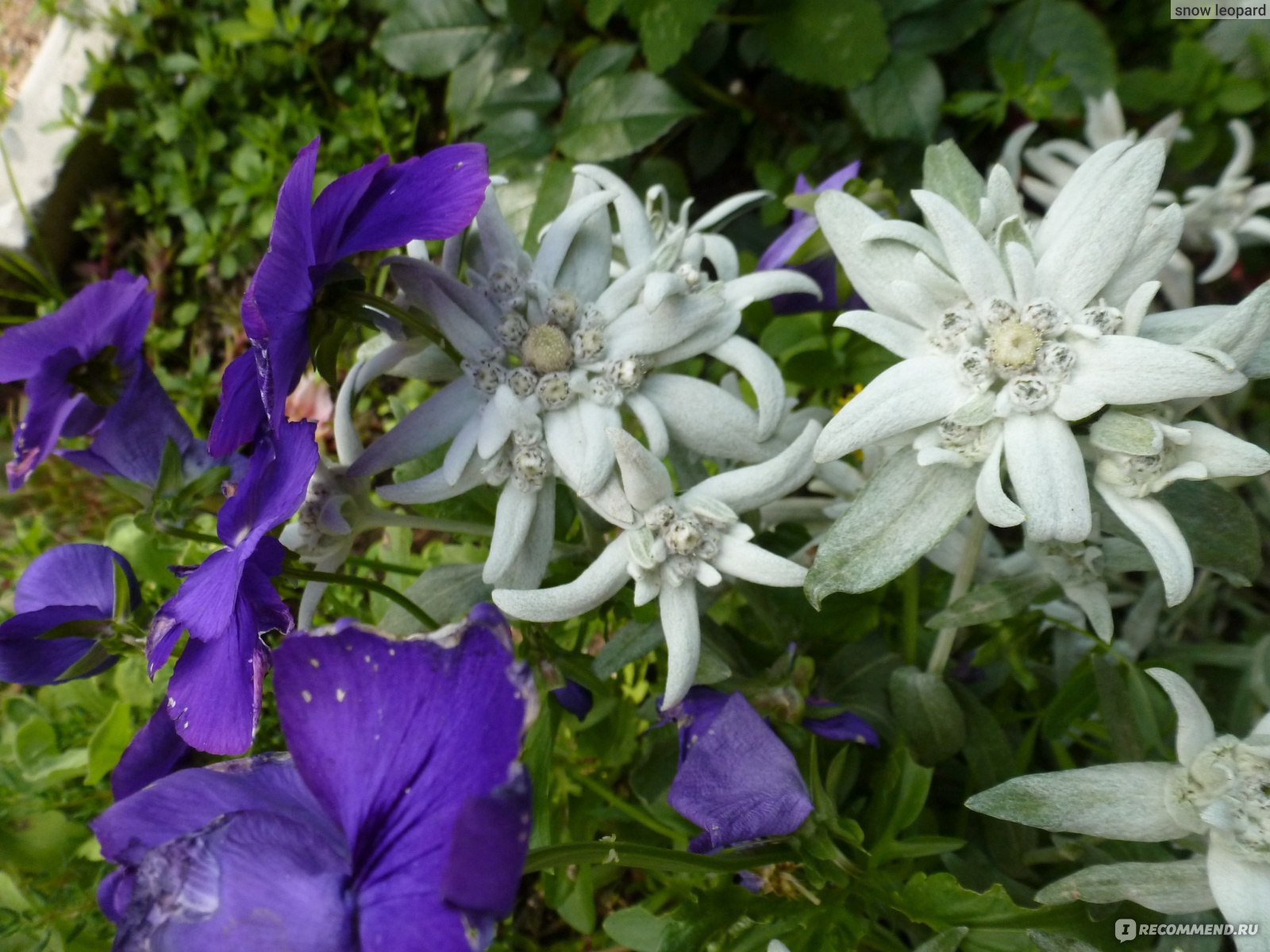 Эдельвейс aльпийский (Alpine edelweiss) лат. Leontopodium alpinum - «Как  покорить горца? Серебряный цветок из мифов и легенд отважных гордецов и  неприступных дев!» | отзывы