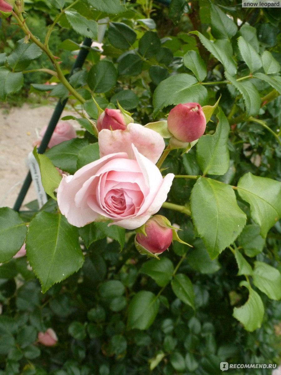 Роза плетистая Giardina