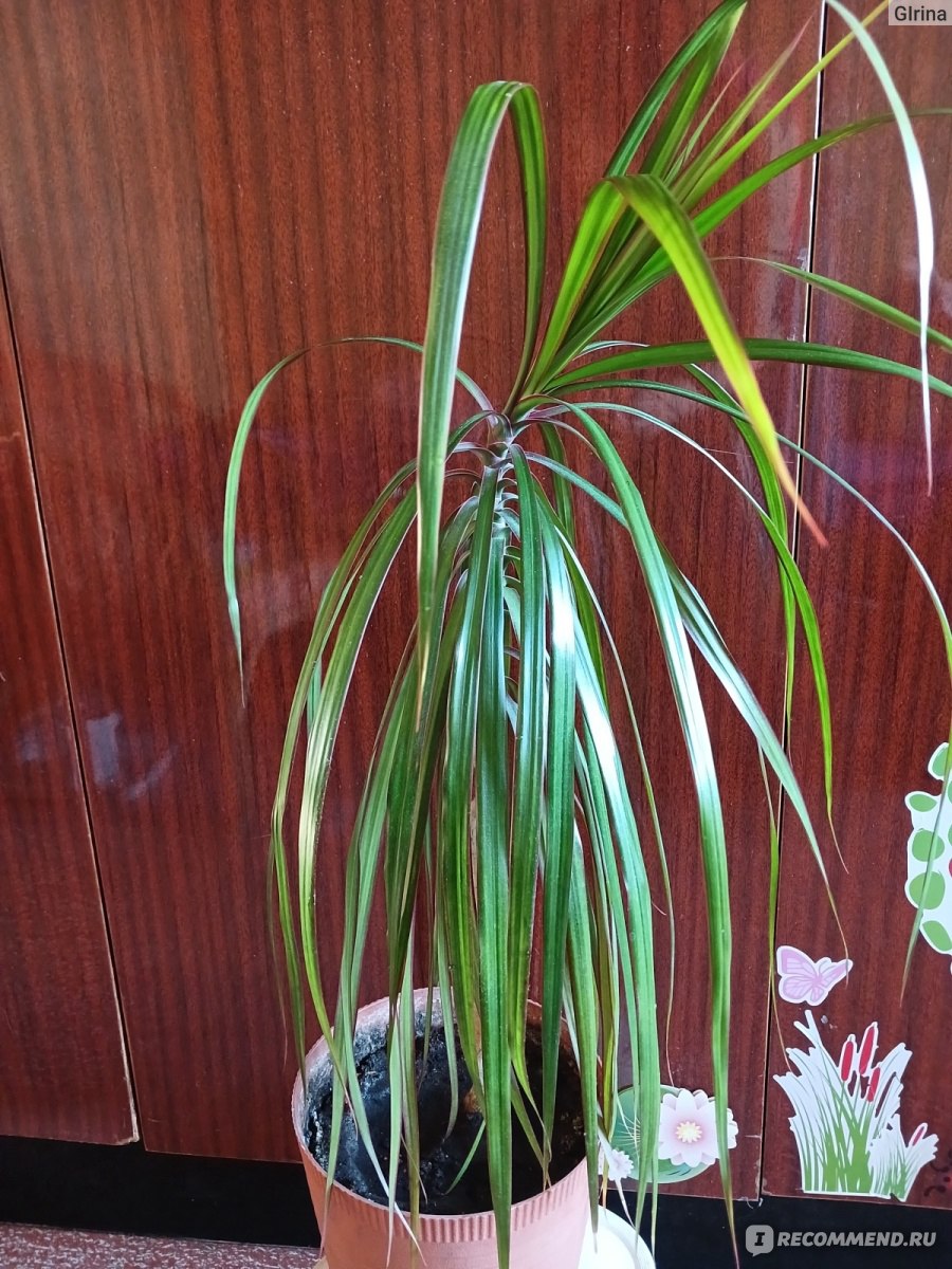 Драцена Dracaena marginata - «Драцена – домашнее растение. Листья драцены,  такие разные, но все декоративные. Покажу сюрприз от моей красотки! Цветок  драцены в комнатных условиях – редкое явление. Как размножить драцену?» |  отзывы