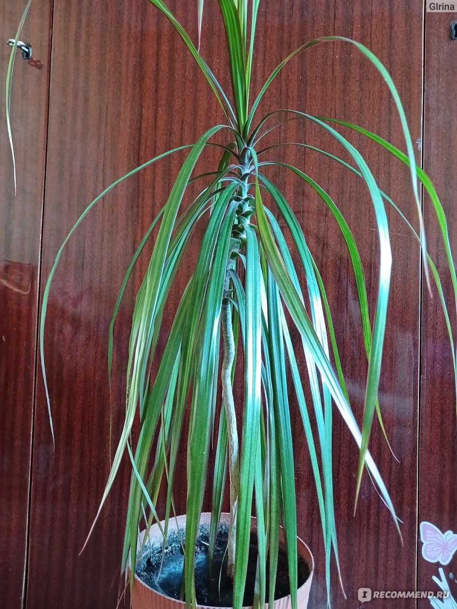 Драцена Dracaena marginata - «Драцена – домашнее растение. Листья драцены,  такие разные, но все декоративные. Покажу сюрприз от моей красотки! Цветок  драцены в комнатных условиях – редкое явление. Как размножить драцену?» |  отзывы