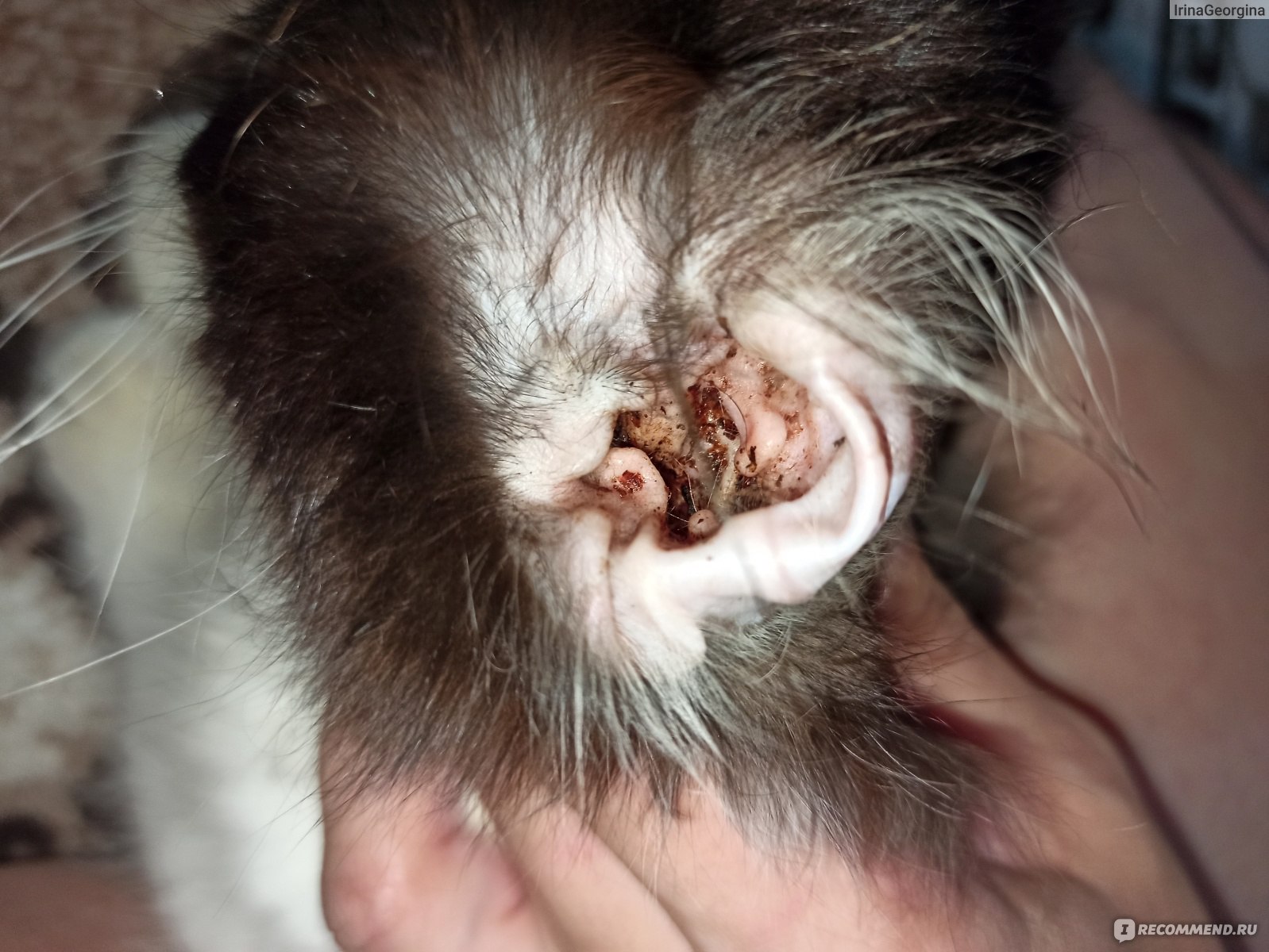 Как лечить ушного клеща у кота — советы ветеринара, препараты