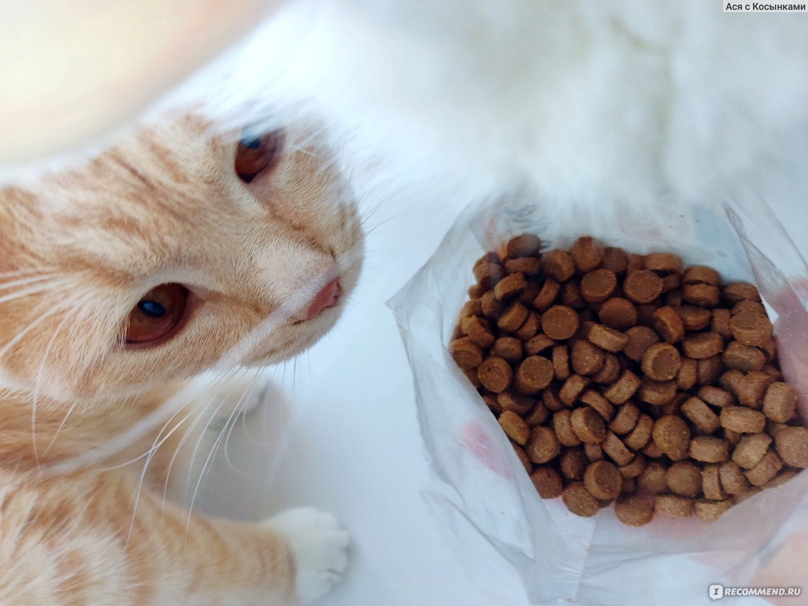 Корм для кошек Холка из индейки и риса  40% мясных ингредиентов фото