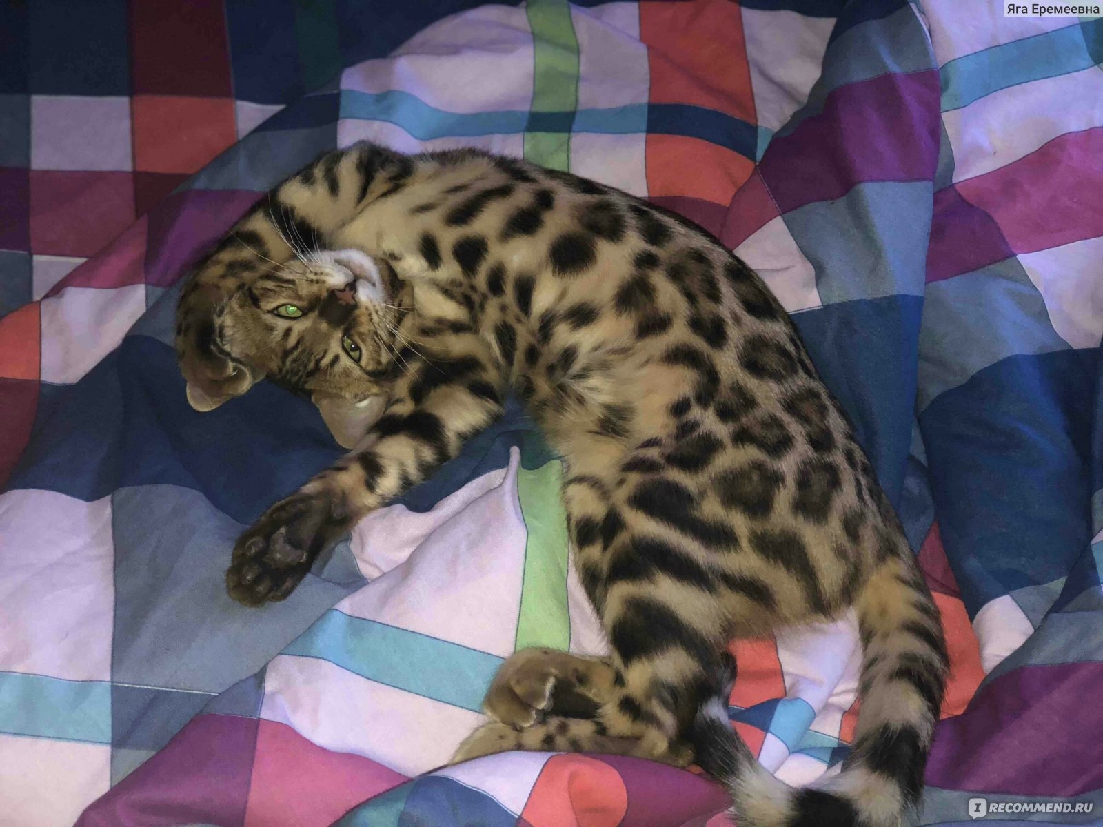 Поза леопард в кровати
