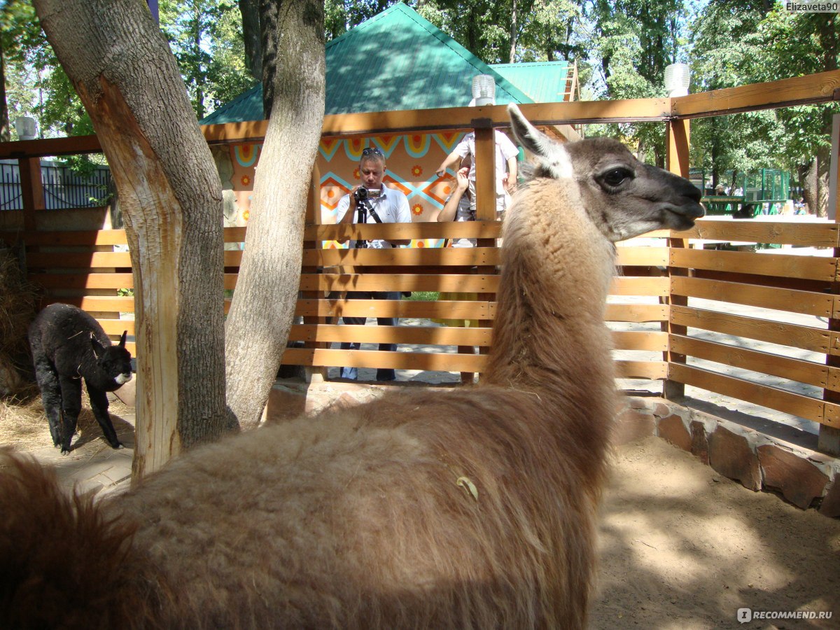 Сормовский парк зоопарк Лимпопо