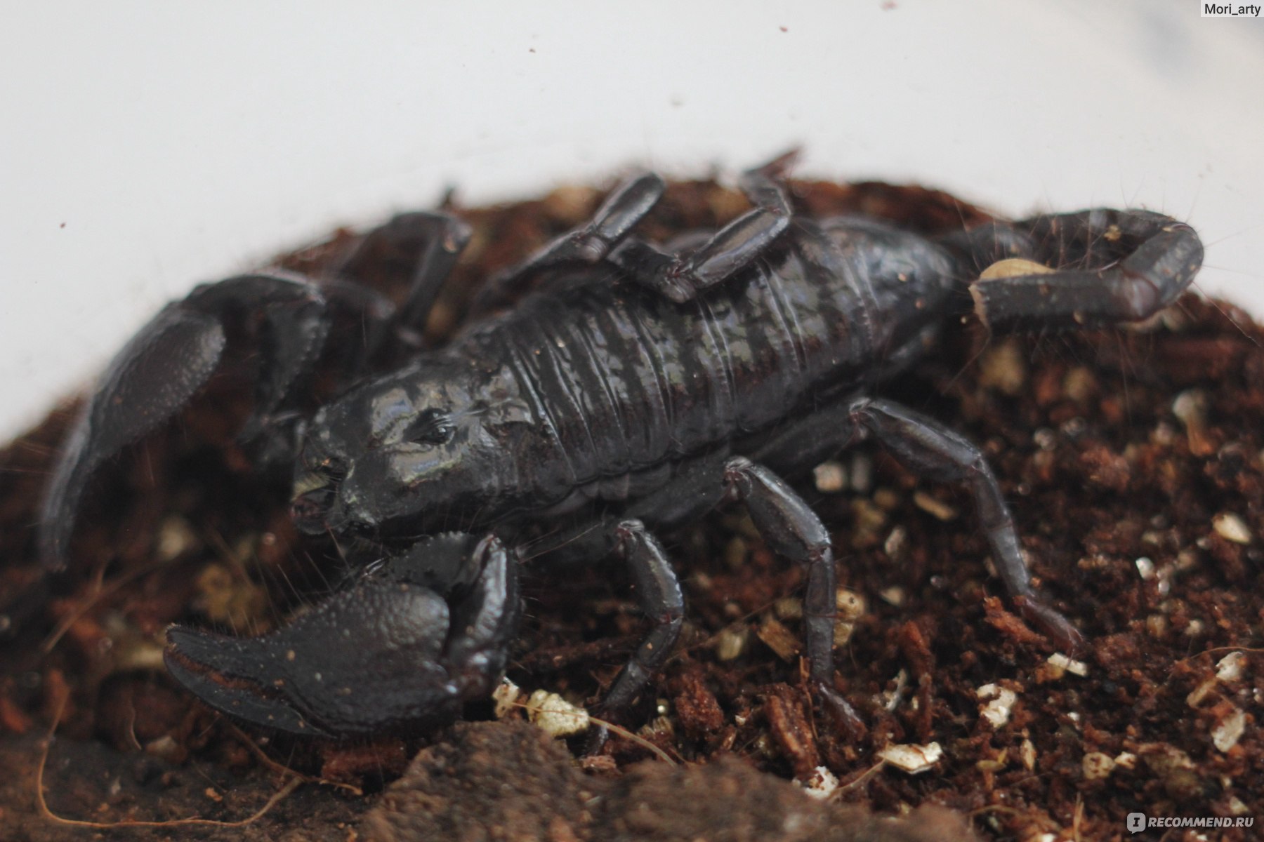 Скорпион (насекомое) - «Содержание скорпионов в домашних условиях. Мелкие и  крупные, смертельно опасные и не очень. Много фото и интересной информации  :)» | отзывы