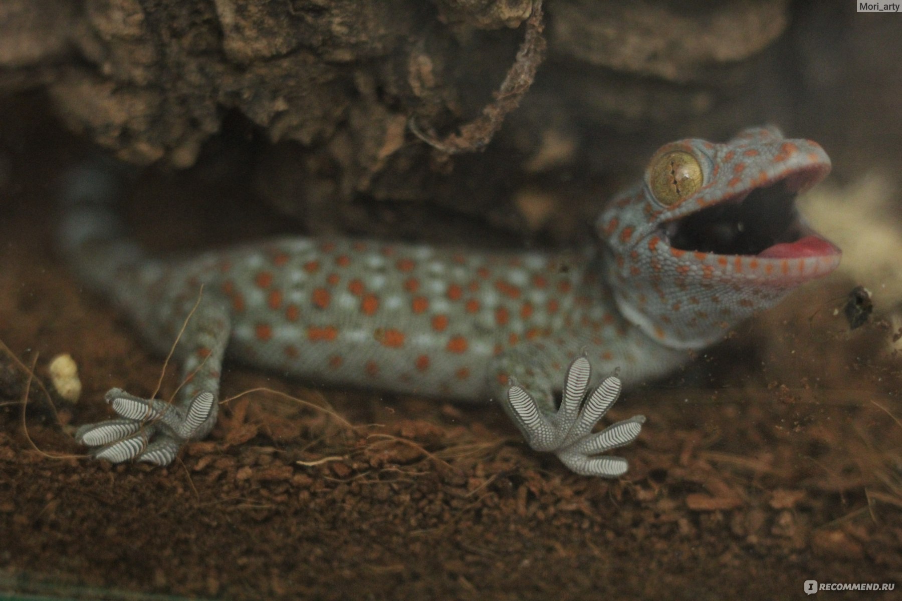 Геккон токи (лат. Gekko gecko) - «Орут! Кусают! Невероятно быстро  перемещаются! И постоянно прячутся! Всё, что нужно знать о гекконах токи» |  отзывы