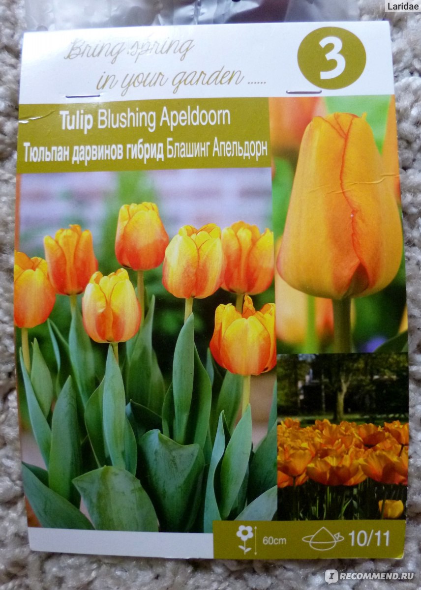 Блашинг апельдорн тюльпан фото и описание