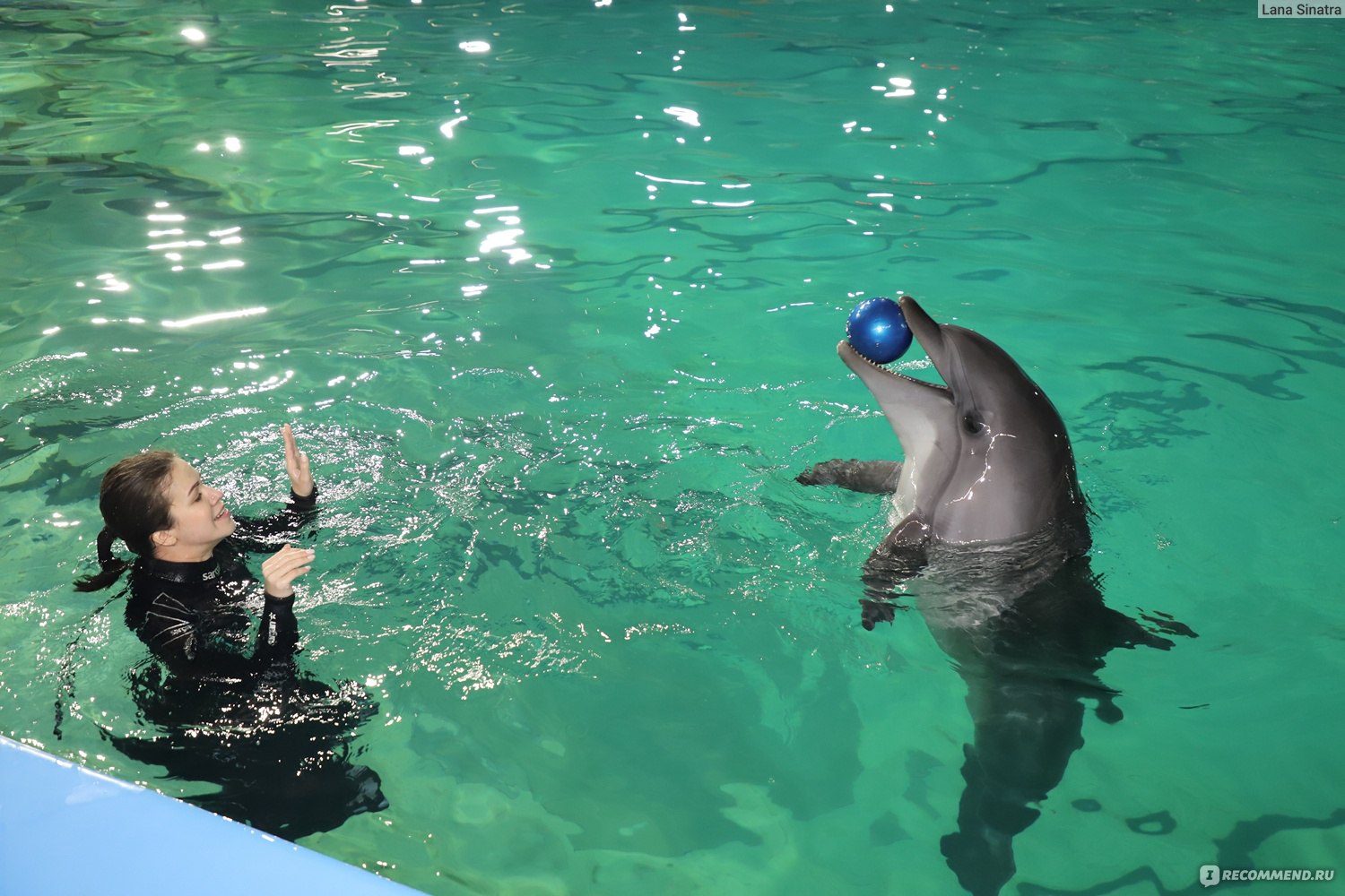 дельфины дарят своим дамам букеты водорослей...