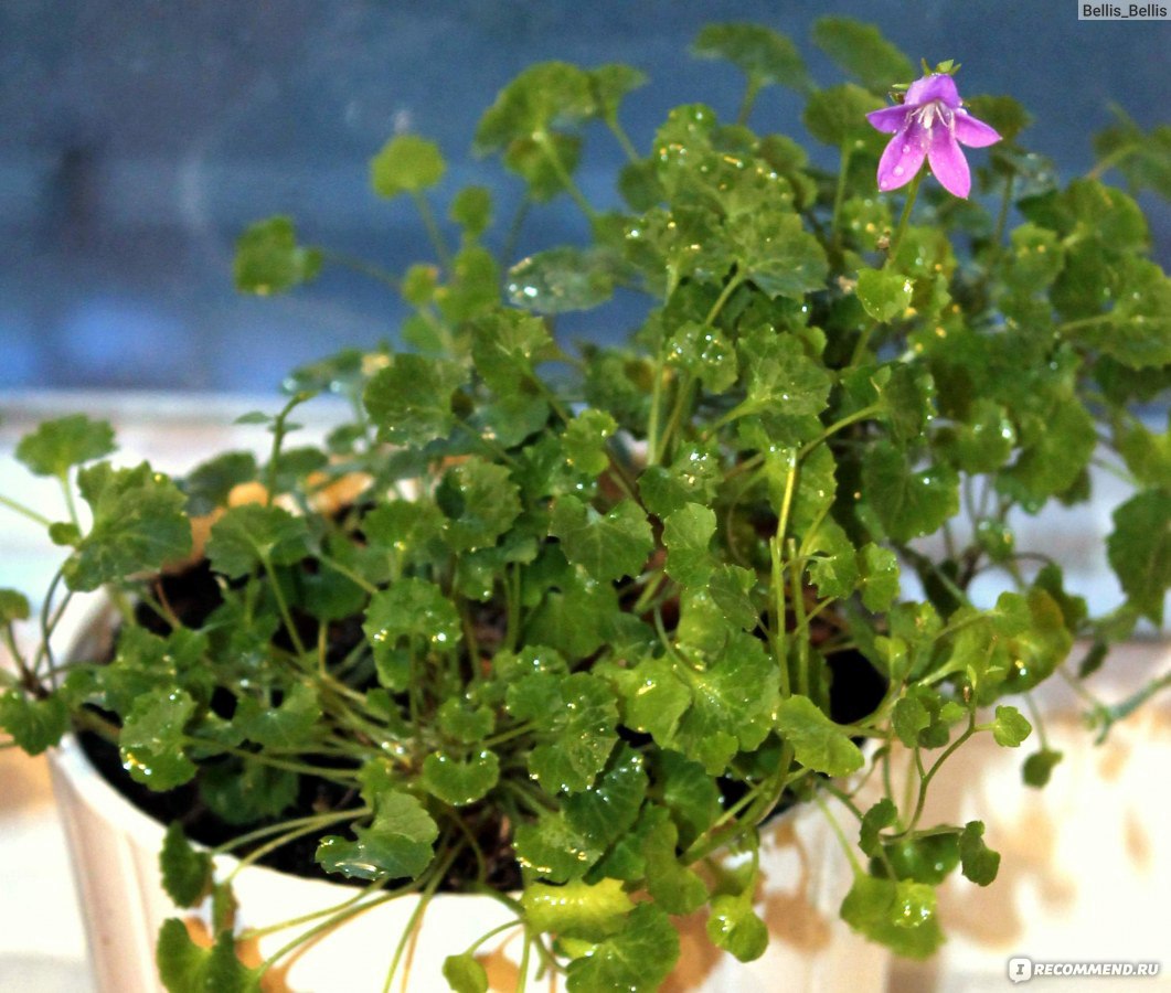 Кампанула равнолистная (Campanula isophylla) - «Моя капризная красотка! » |  отзывы