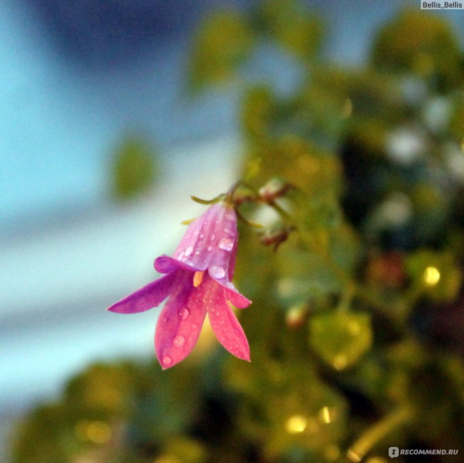 Кампанула равнолистная (Campanula isophylla) - «Моя капризная красотка! » |  отзывы