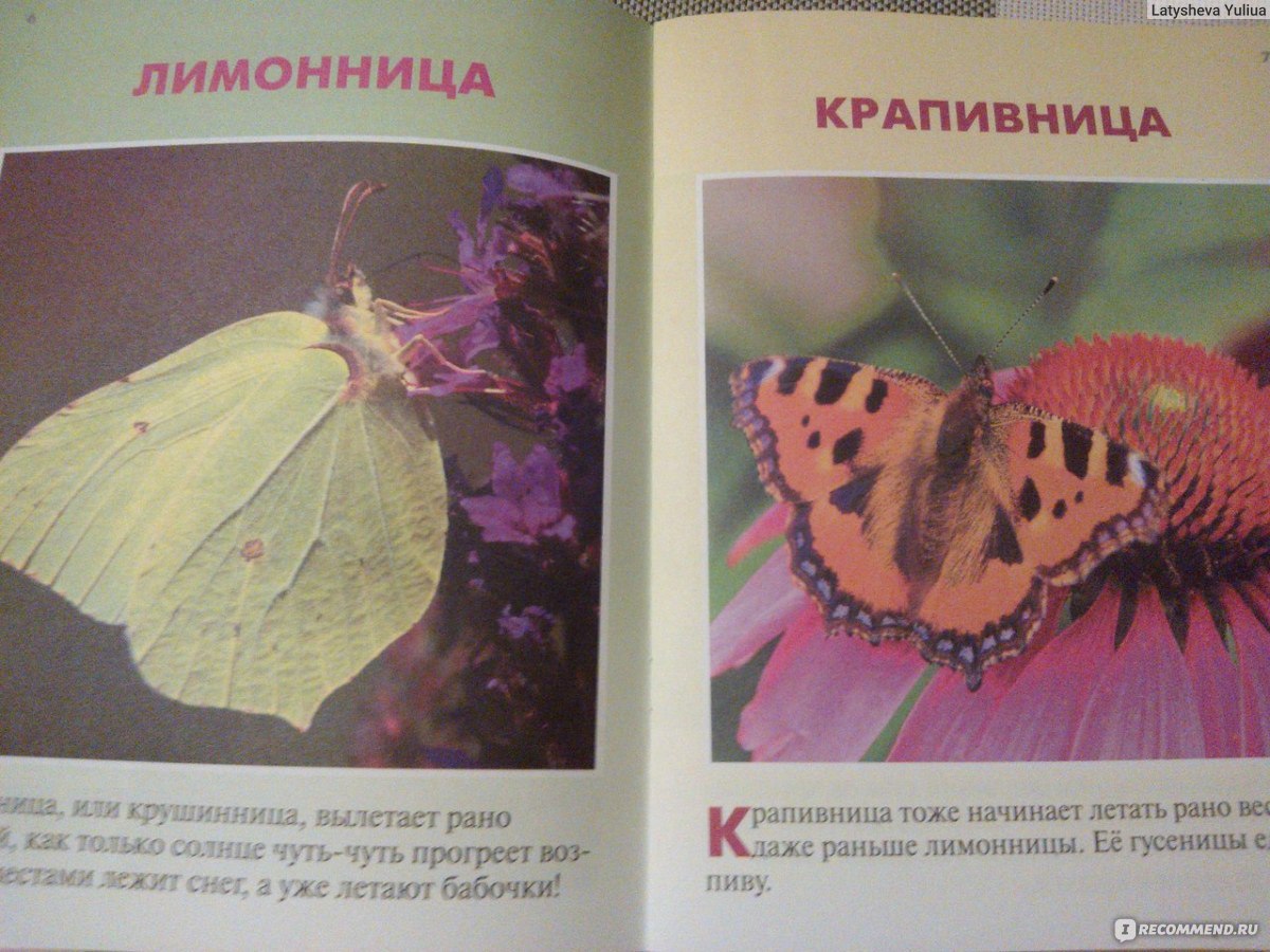 Малышам о живой природе бабочки книга