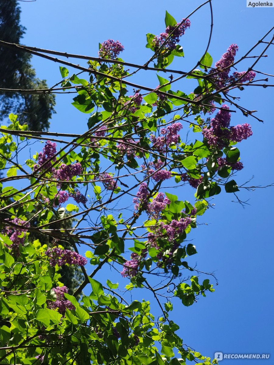 Сирень обыкновенная (Syringa vulgаris) - «С детства обожаю аромат сирени» |  отзывы