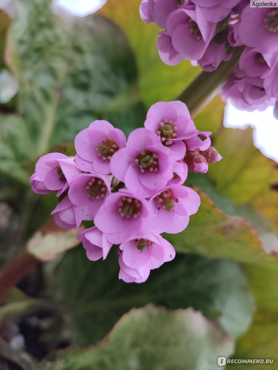 Бадан толстолистый (Вergenia crassifolia ) - «Бадан стал необычным  украшением моего дачного участка» | отзывы