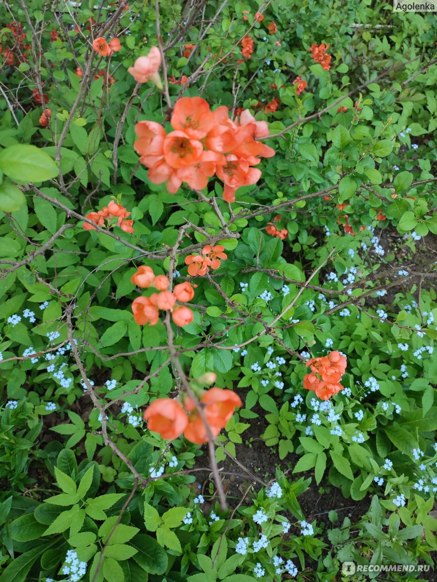 Хеномелес японский, Айва японская (Chaenomeles japonica) - «Оригинальная  экзотика родом из Японии» | отзывы