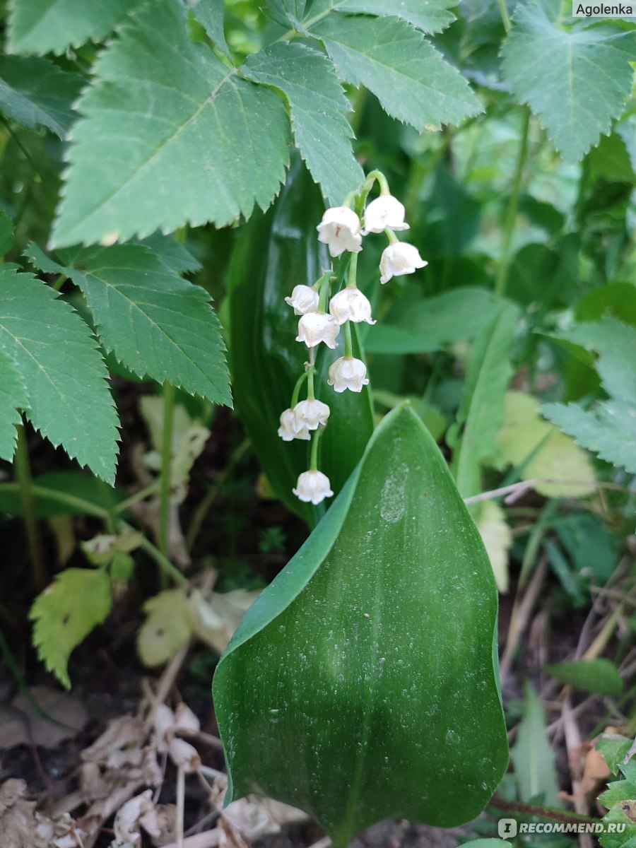 Ландыш майский (Convallaria) - «Светлого мая привет продолжает радовать и в  июне» | отзывы