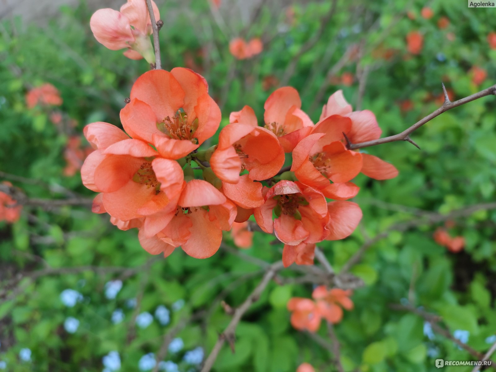 Хеномелес японский, Айва японская (Chaenomeles japonica) - «Оригинальная  экзотика родом из Японии» | отзывы