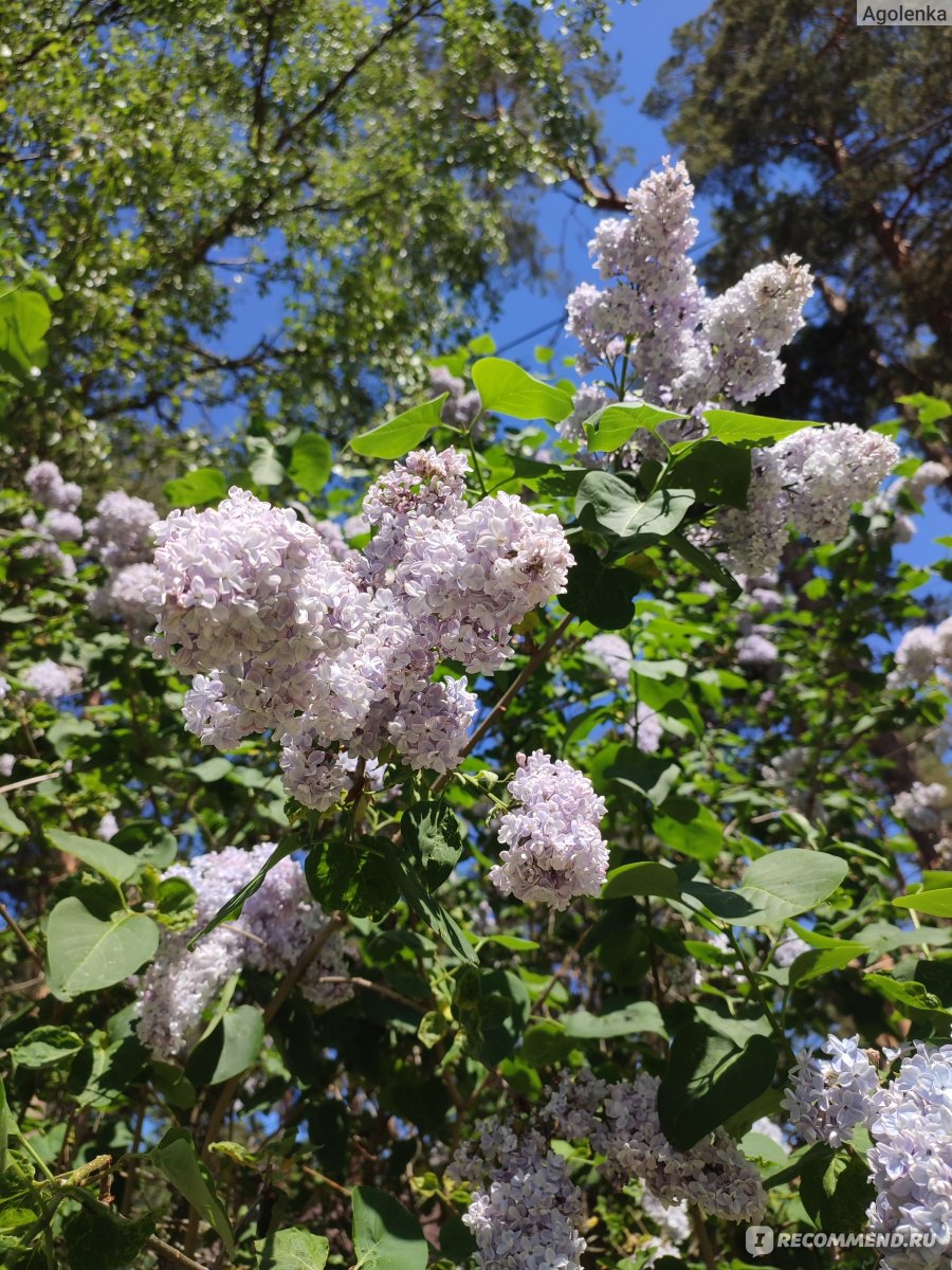 Сирень обыкновенная (Syringa vulgаris) - «С детства обожаю аромат сирени» |  отзывы