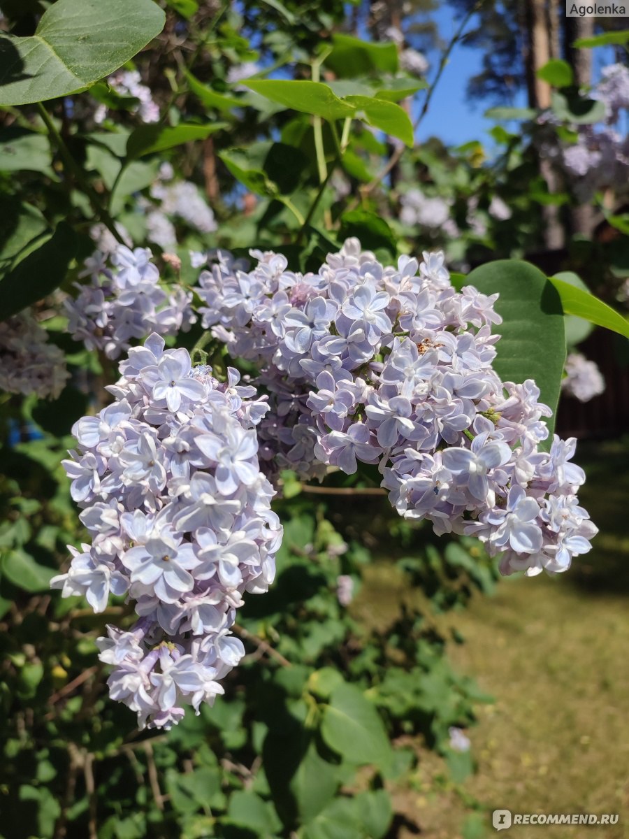 Сирень обыкновенная (Syringa vulgаris) - «С детства обожаю аромат сирени» |  отзывы