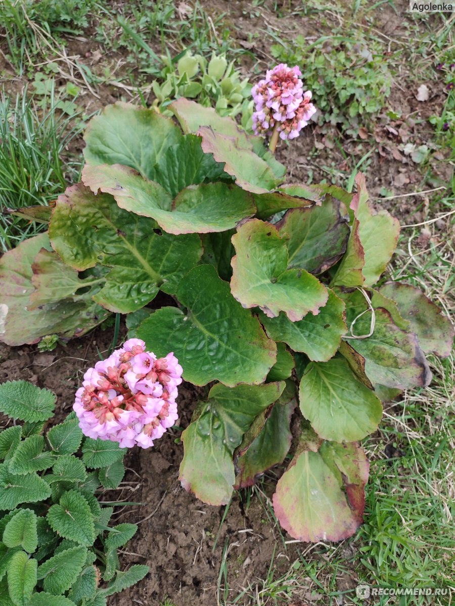 Бадан толстолистый (Вergenia crassifolia ) - «Бадан стал необычным  украшением моего дачного участка» | отзывы