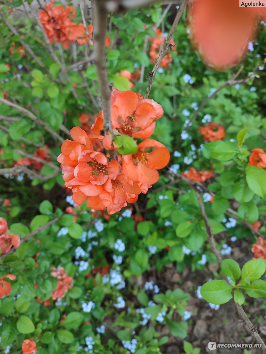 Хеномелес японский, Айва японская (Chaenomeles japonica) - «Оригинальная  экзотика родом из Японии» | отзывы