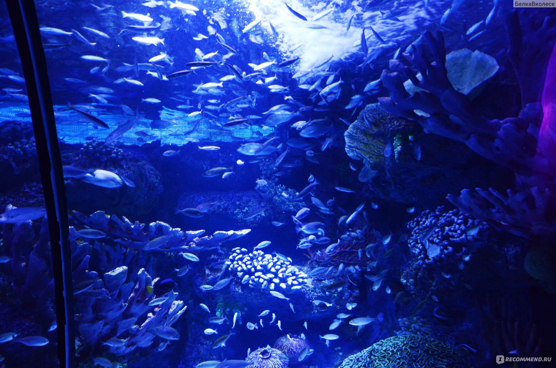 Океанариум «подводный мир Келли Тарлтона»