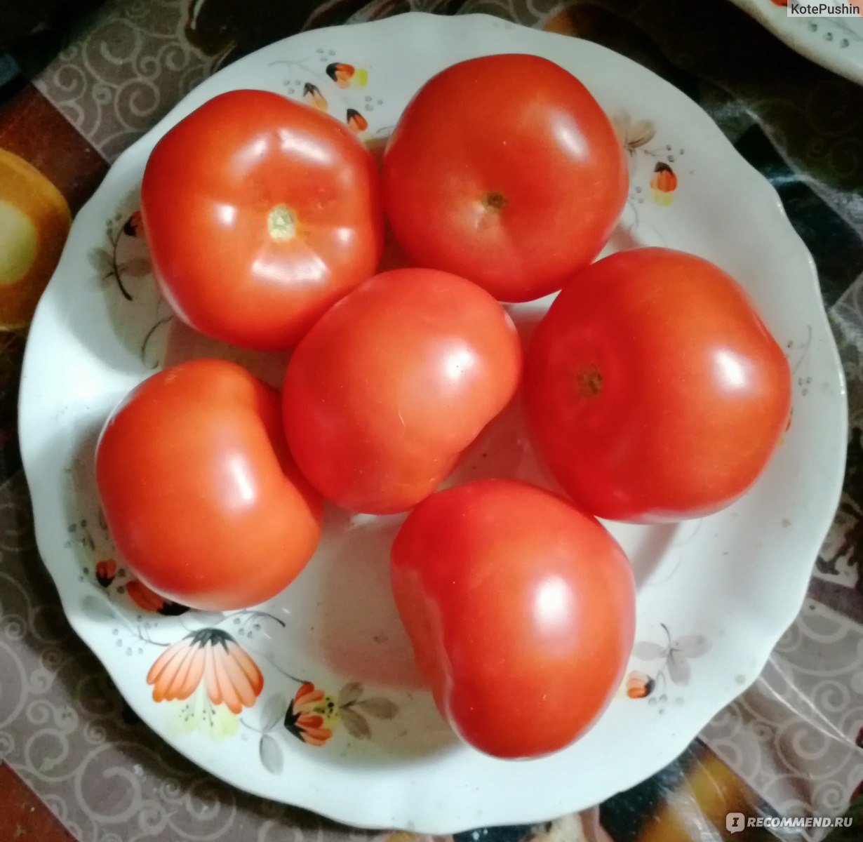 Овощи Томат или помидор - «Любимый томат. 🍅❤» | отзывы