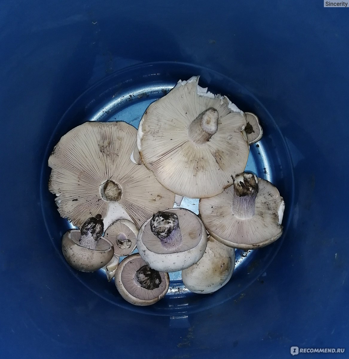 Как выглядит гриб синеножка и его описание (+18 фото)