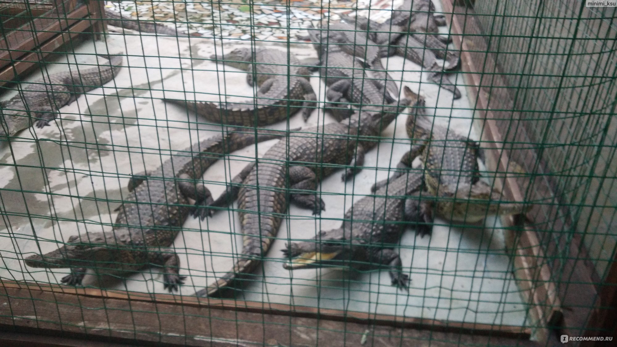 Крокодиловая ферма, Анапа фото