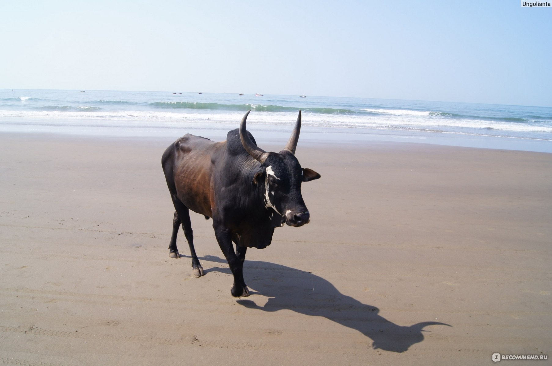 Индия, Гоа, пляж Вагатор - «Один из самых прекрасных пляжей Северного Гоа  со своими неповторимыми достопримечательностями» | отзывы