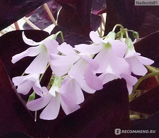 Кислица треугольная (Oxalis triangularis) - «Замечательный живучий ...