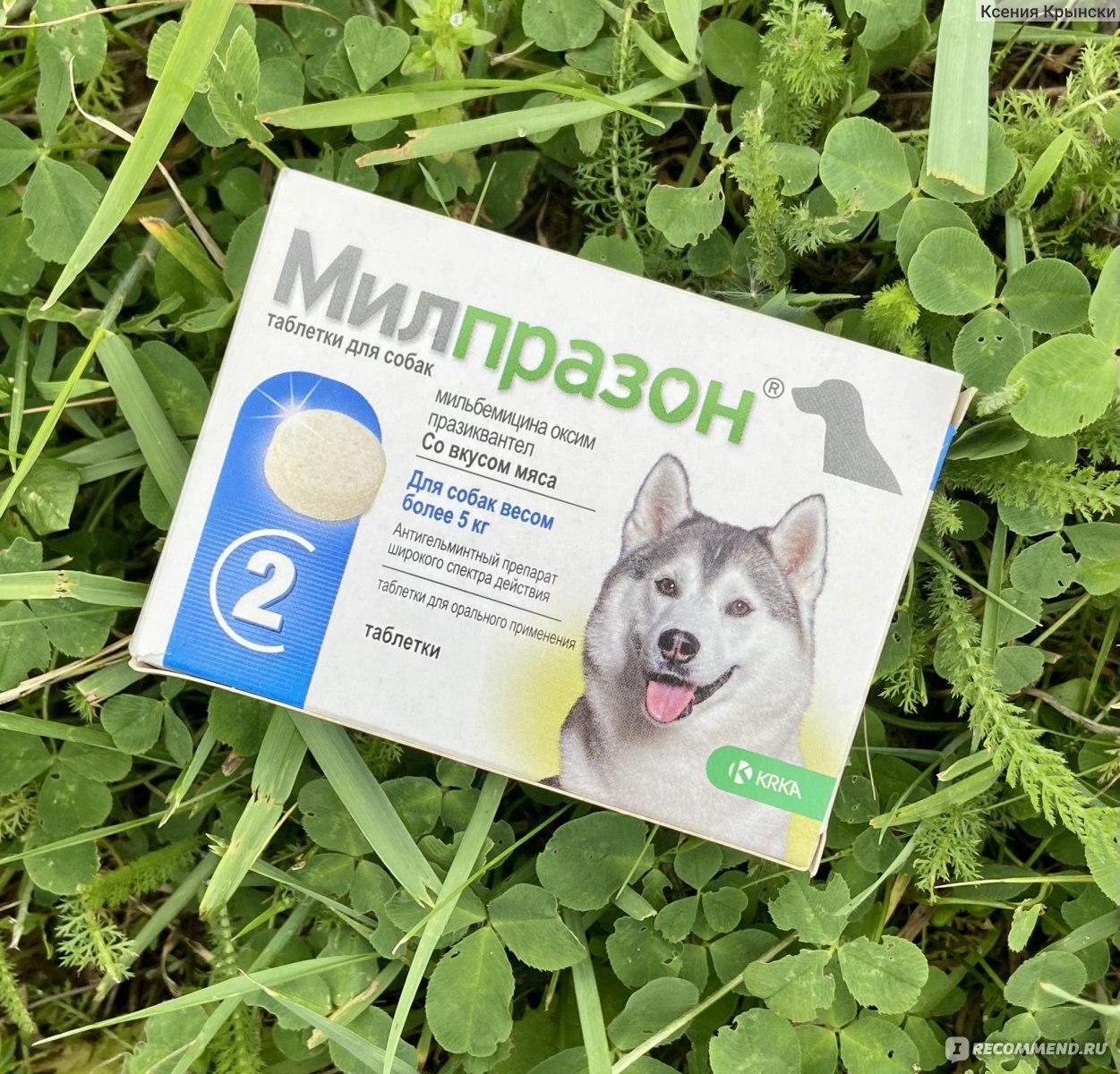 Антигельминтики Милпразон для собак весом более 5 кг - «🐕Милпразон  антигельментик широкого спектра  действия🐕Инструкция-Назначение-Рекомендации-Результат-Побочки. Почему  покупаю регулярно?» | отзывы