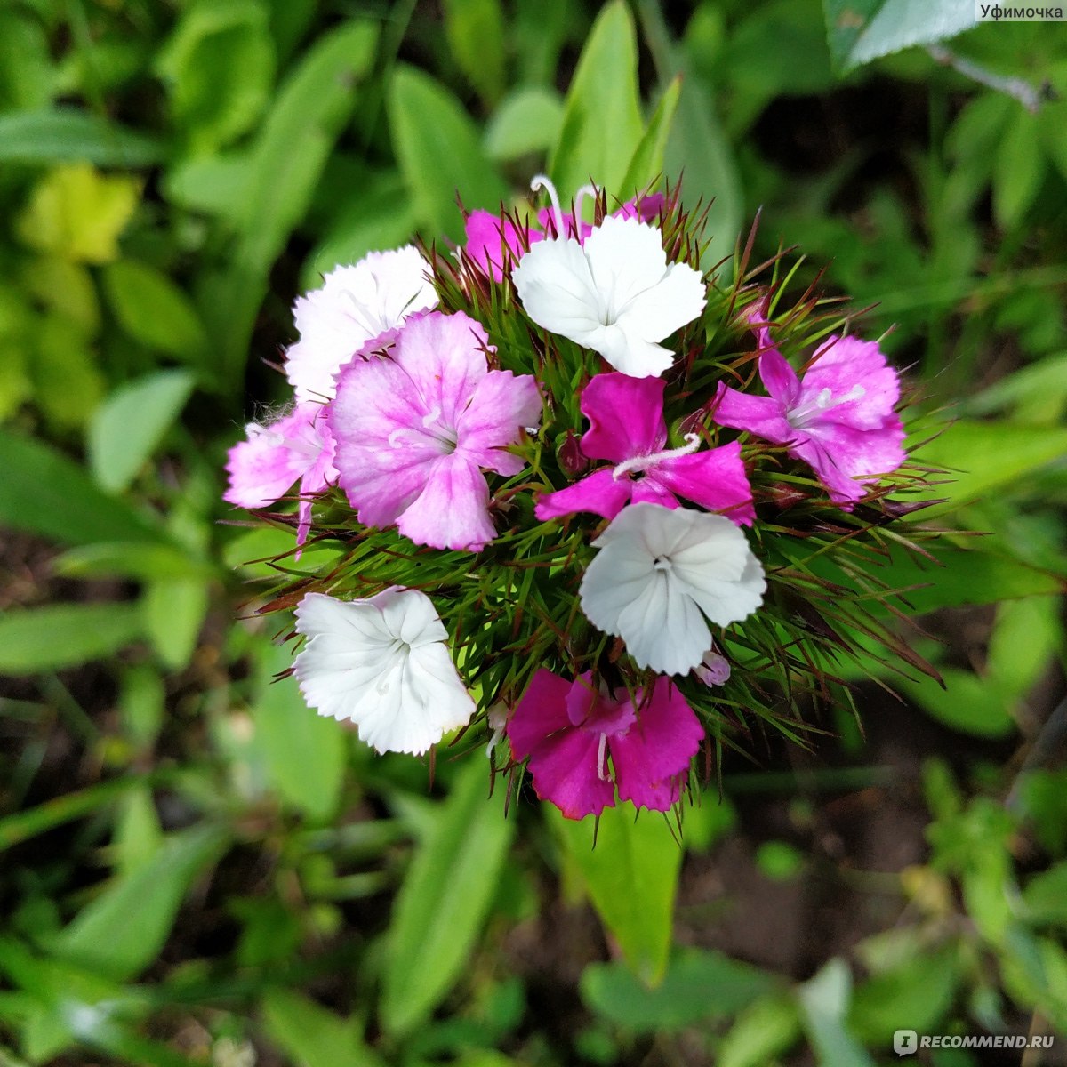 Турецкая гвоздика ( Dianthus barbatus) - «Обожаю её за запах, яркую  расцветку и неприхотливость» | отзывы