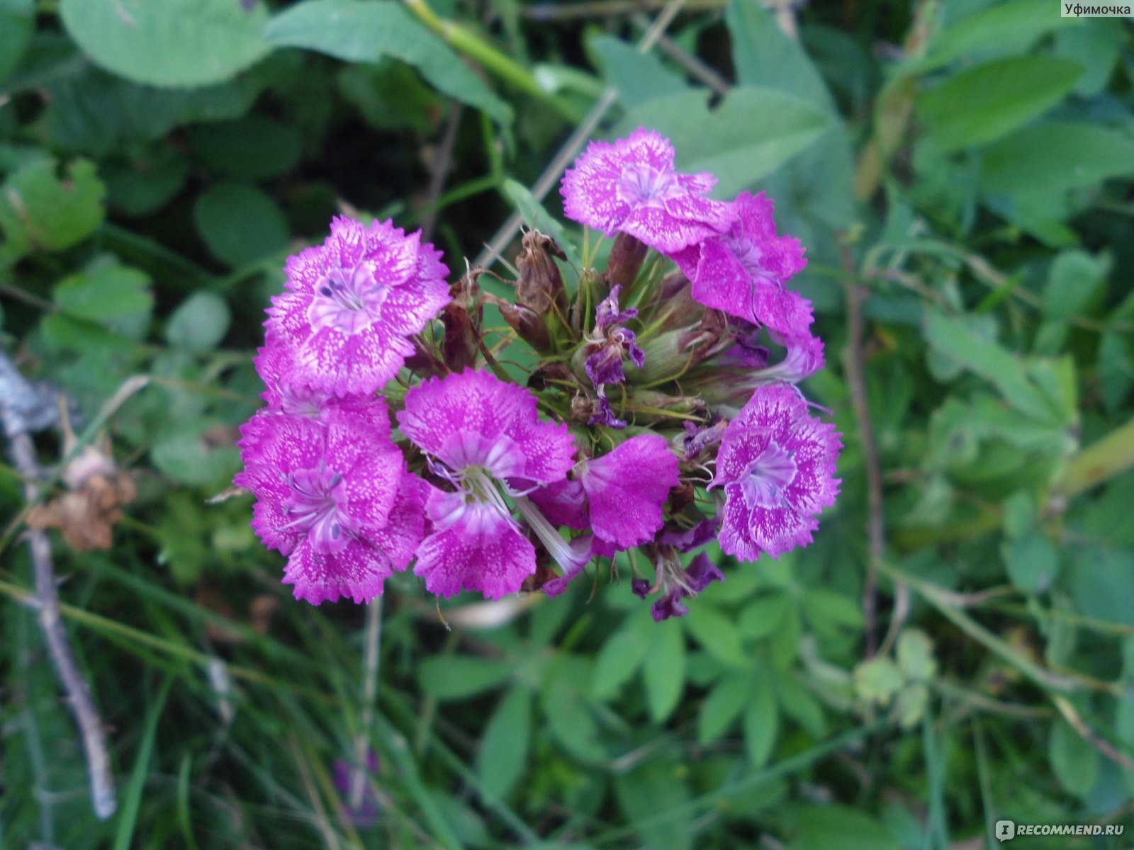 Турецкая гвоздика ( Dianthus barbatus) - «Обожаю её за запах, яркую  расцветку и неприхотливость» | отзывы