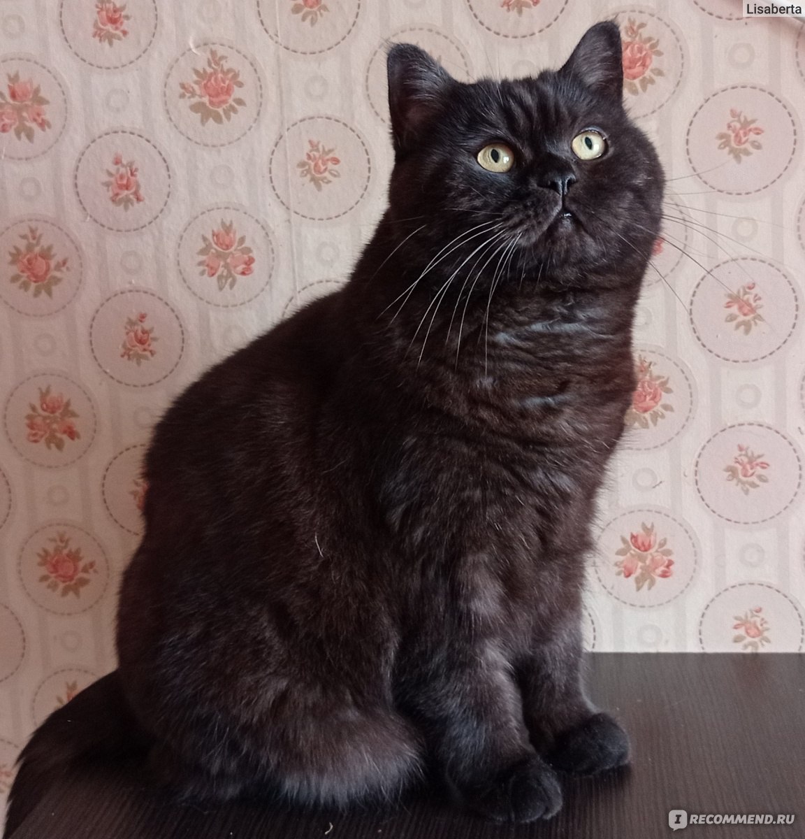 Черная шотландская прямоухая кошка