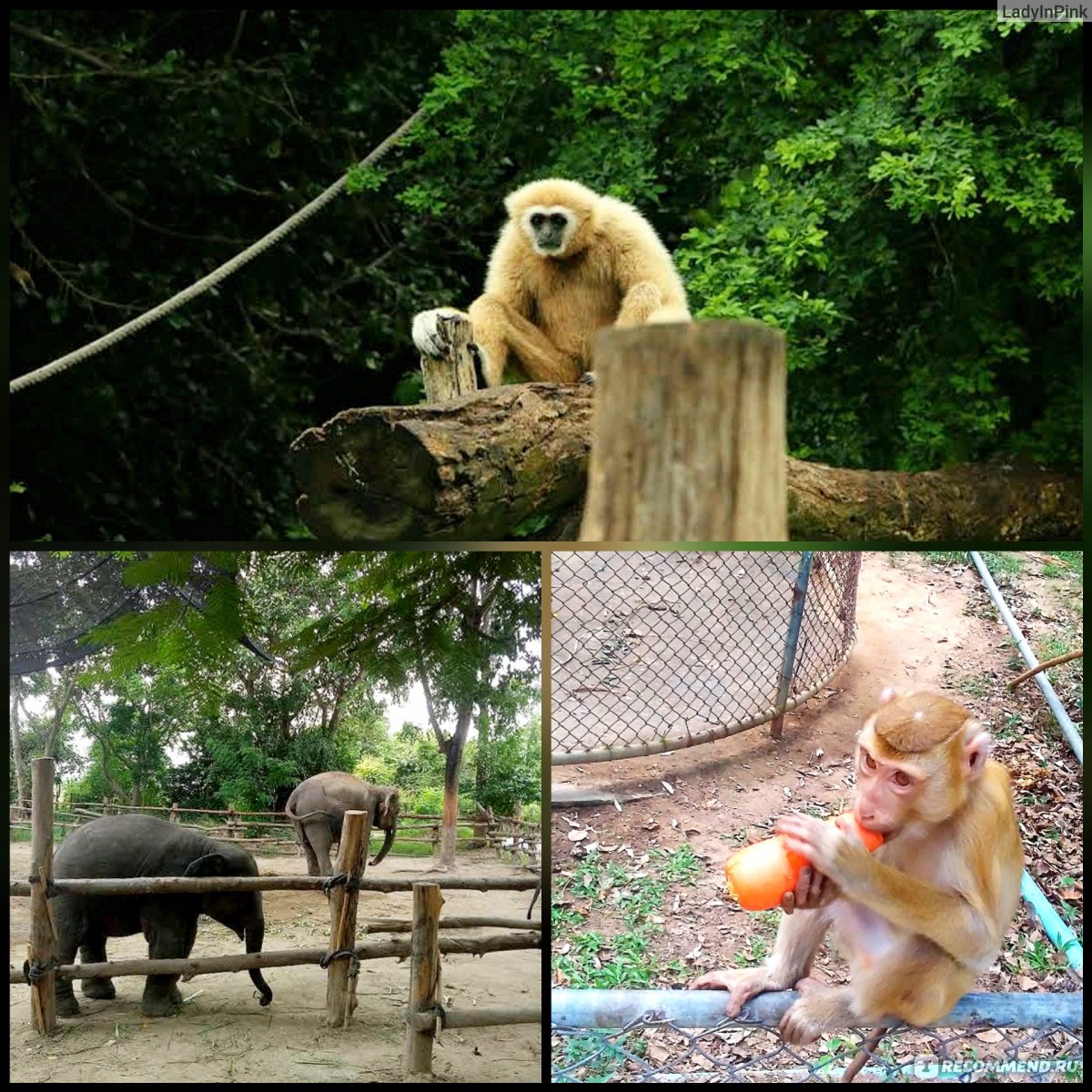 Huai Sai Wildlife Breeding Center, Хуа Хин, Таиланд - «Хотите побывать в  бесплатном зоопарке, в котором можно кормить зверей? 😏 Расскажу, как  доехать, что посмотреть, кого и чем покормить. И детей не