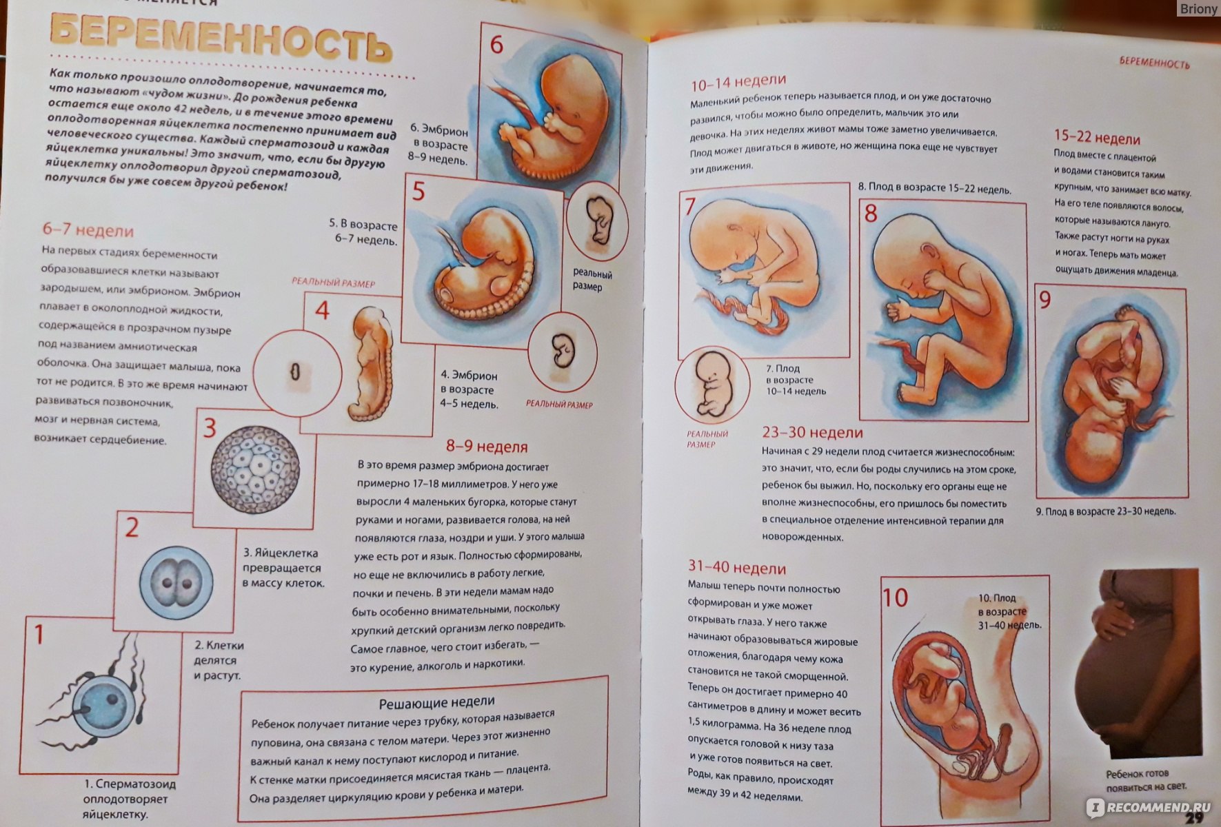 Эмбрион 3-4 недели размер