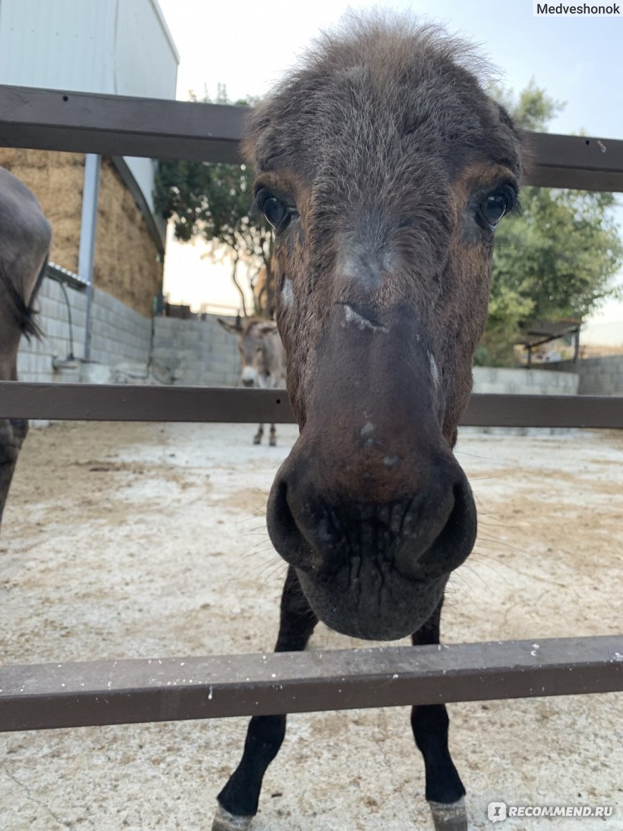 Golden Donkeys Farm, Скарино, Кипр - «Захватывающая экскурсия на Кипре. На  лошадях покататься может каждый, а вот на осликах. Занимательная экскурсия  для детей от 7-8 лет до самых взрослых и серьезных людей.» | отзывы